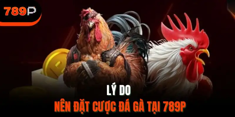 Lý do nên đặt cược đá gà tại 789P